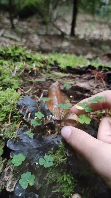 Лучше, чем поп ит, руки потом помойте!  #попит #лучше_чем_попит #гриб #грибы #лес #антистресс