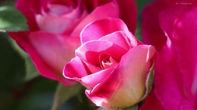 Roses - In the evening sun смотреть онлайн