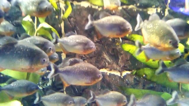 Океанариум Дарница цена смотреть онлайн