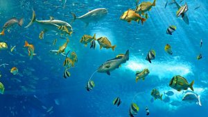 Море.Океан. Природа. Документальный фильм о коралловых рифах и морских животных