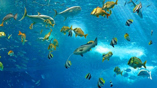 Море.Океан. Природа. Документальный фильм о коралловых рифах и морских животных