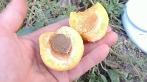 Абрикос Конгат. Apricot Congat. Дуже пізній сорт з хорошим смаком