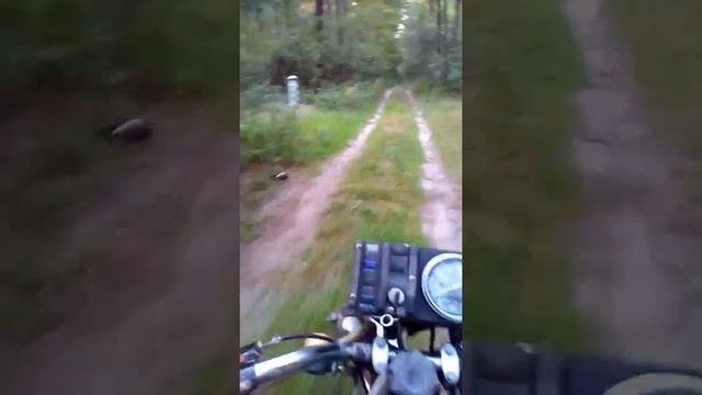 Покатушки по лесу.иж юпитер 5. Киев смотреть онлайн