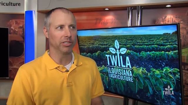 Corn Prices Drop смотреть онлайн