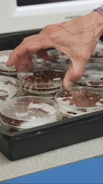 These #apples were grown in a lab #shorts #scienceinsider #labgrown #plantscience смотреть онлайн