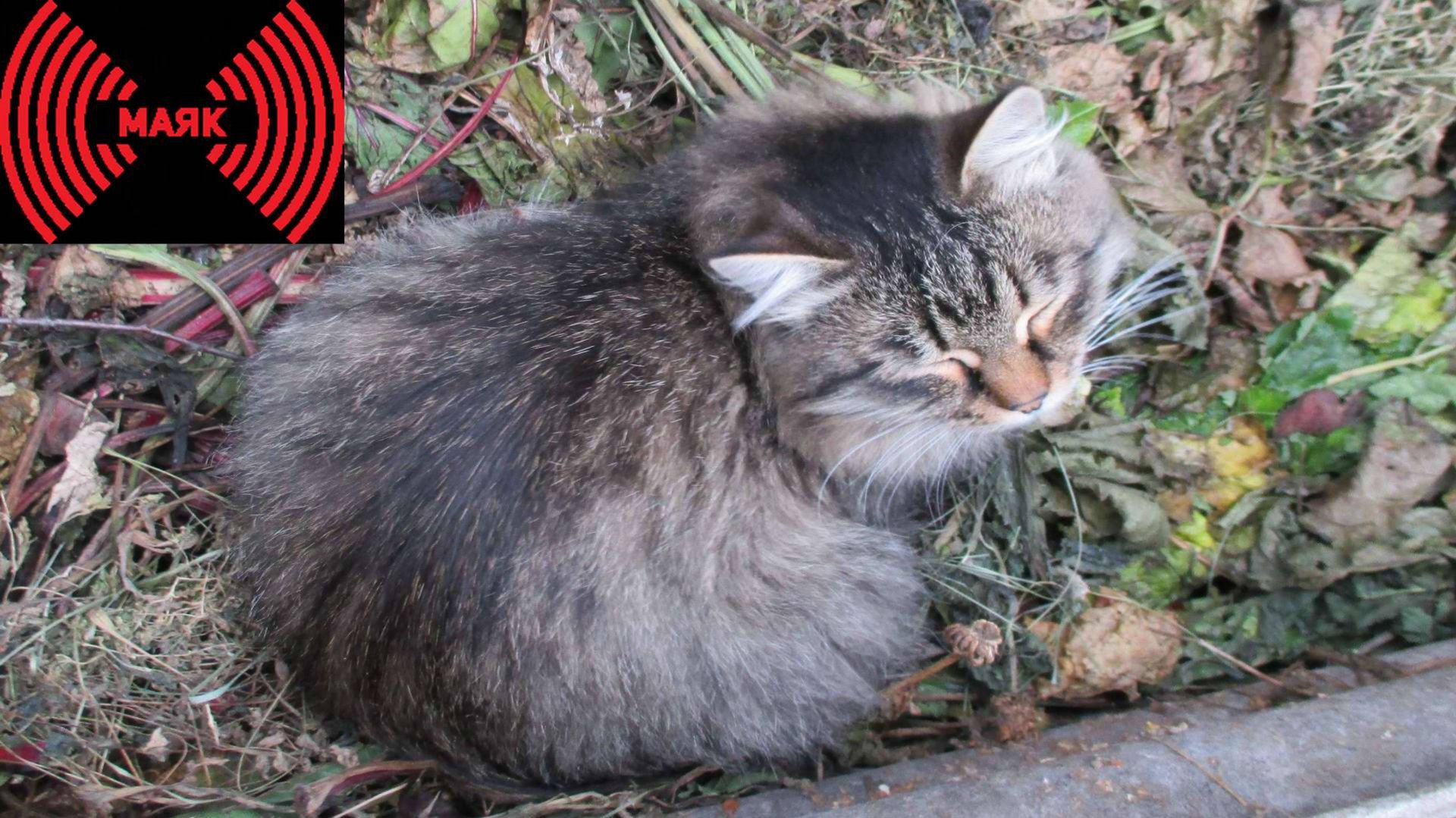 Радиостанция Маяк звукозапись 1 часа вещания 03.02.2025