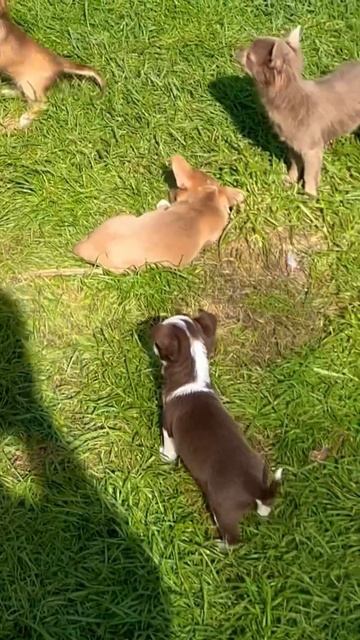 Волки это пьёсик Майки, в душе он настощий Волк 🐺❤️ смотреть онлайн