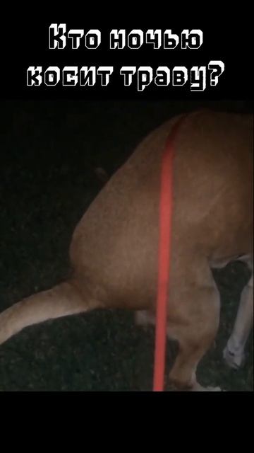 Кто ночью косит траву? смотреть онлайн