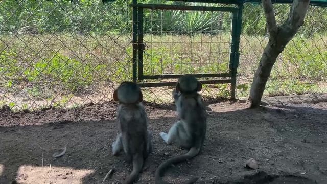 Monkey Rescue: Nils and Mortadelo Find Their Forever Homes! - Episode 31 season 6