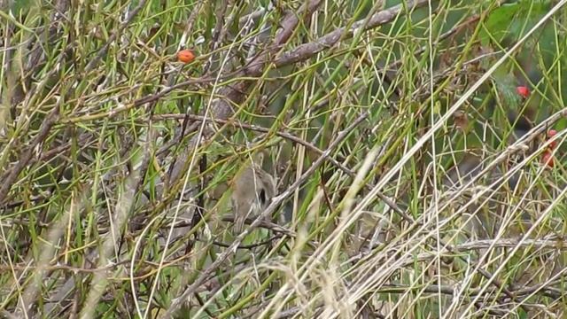 booted warbler, torness. смотреть онлайн
