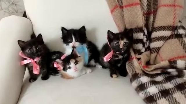 Котята смотреть онлайн
