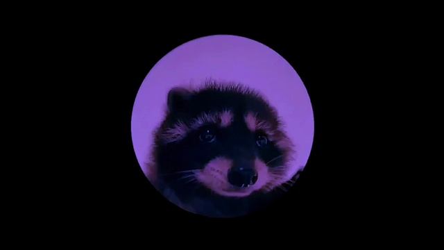 Енот педро, педро, педро песня смотреть онлайн