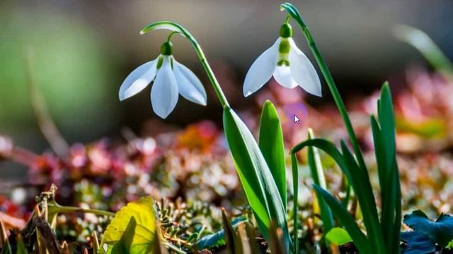 Пролісок і жайворонрок