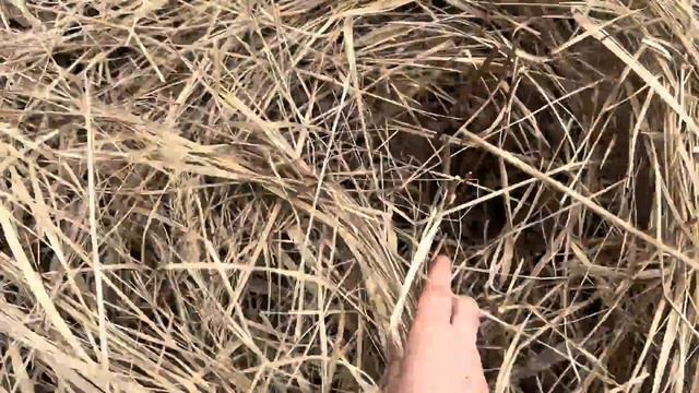 Крупнолистные гортензии жалко смотреть после заморозков. Как посадить крупнолистную гортензию что смотреть онлайн