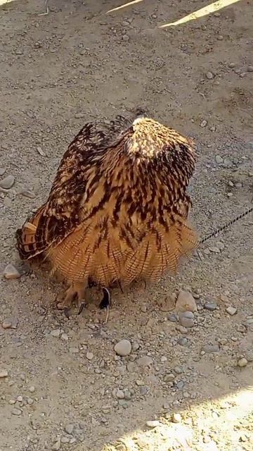 Giant Owl 🦉#shorts #birds #birdslover #qatar #trending #pets #viral #fifa смотреть онлайн