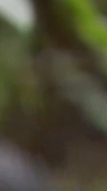 Грозит ли нам массовое вымирание? #shorts смотреть онлайн