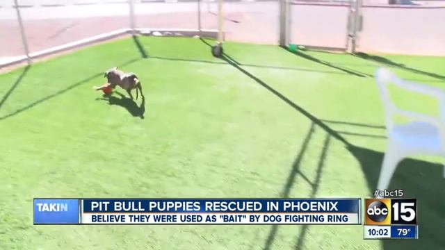 Rescue group takes in 2 injured pit bull puppies смотреть онлайн