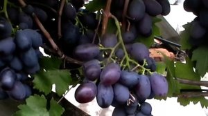 Сорт винограда «Консуэлла» - сезон 2018