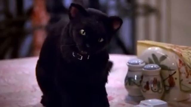 Tribute to Salem Saberhagen season 7 H264 AAC 360p смотреть онлайн