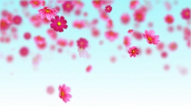Pink cosmos flowers Free motion background loop смотреть онлайн