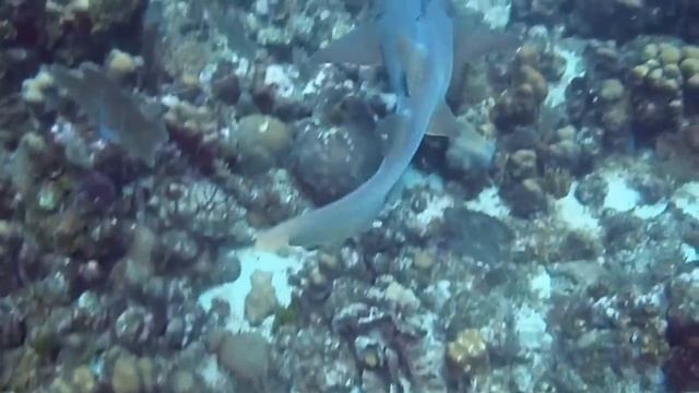 Kissing a nurse shark смотреть онлайн