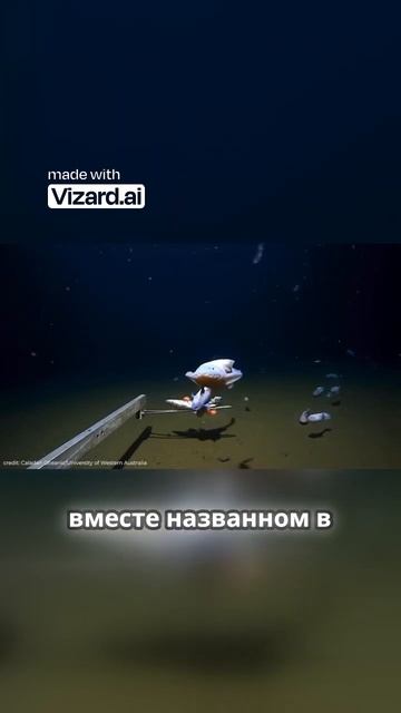 Тайны самой глубоководной рыбы