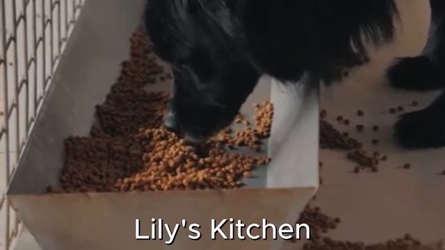 Top 10 Organic Dog Foods: A Healthy Choice for Your Pet смотреть онлайн