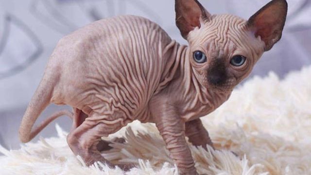 Top 10 Ugly Animals смотреть онлайн