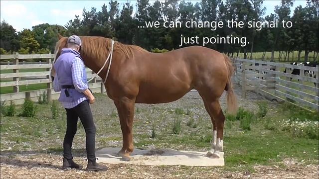 #89 HorseGym with Boots BALANCE ON 3 LEGS смотреть онлайн