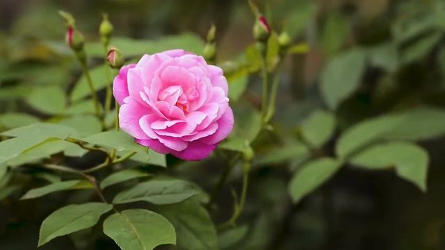 Colorful Roses смотреть онлайн