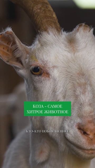 САМОЕ ХИТРОЕ ЖИВОТНОЕ на ферме! #сельскоехозяйство #коза смотреть онлайн