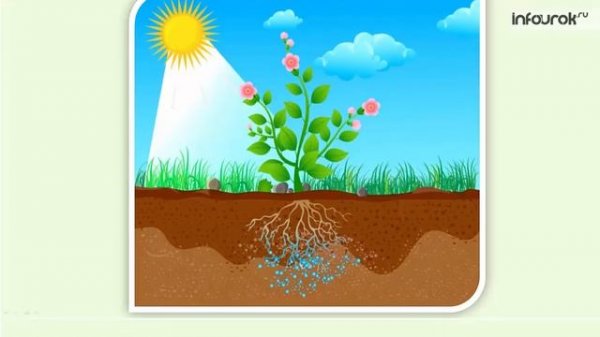 Живая и неживая природа