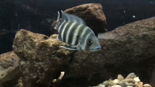 Buttikoferi  Fish / Zebra Tilapia In Planet Earth Aquarium Mysore