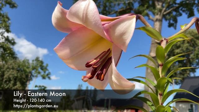 Lily - Eastern Moon 4K смотреть онлайн