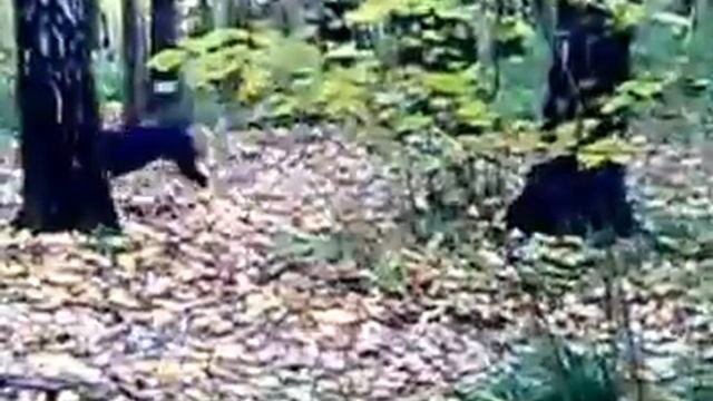 пит були Марс и Перла смотреть онлайн