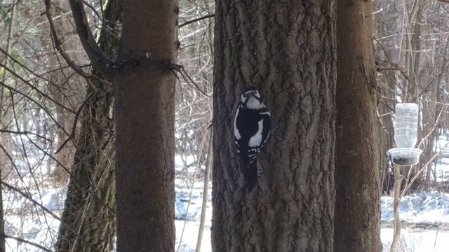Один дятел сменил другого в Битцевском лесу района Ясенево смотреть онлайн