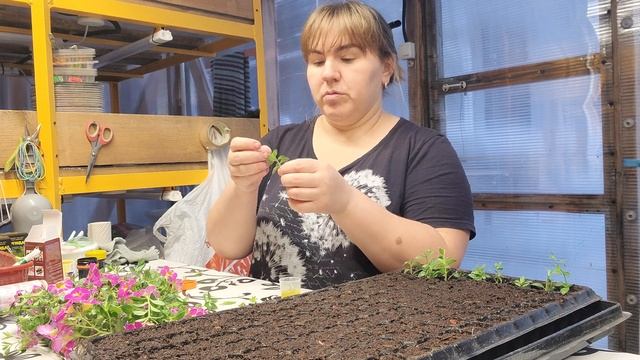 Черенкуем Калибрахоа | Набор кассет на рассаду смотреть онлайн