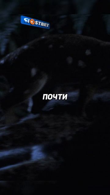 Пятнистохвостая куница не брезгует и падалью #планетаземля #животные #опасныеживотные #shorts