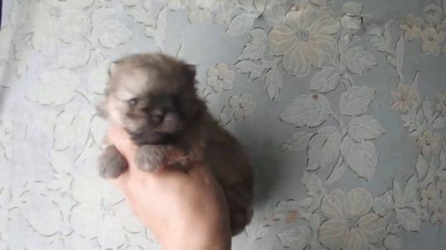 Мальчишка. 25 дней смотреть онлайн