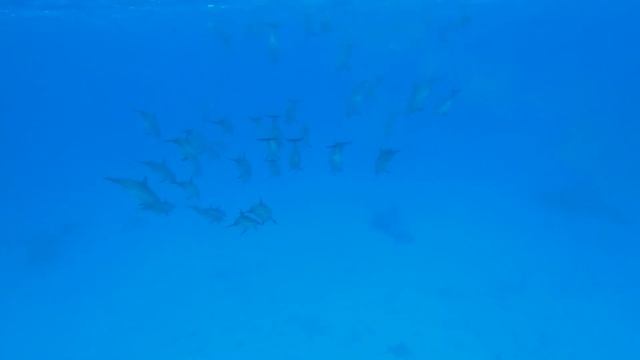 Sataya Dolphin House, Marsa Alam 11.2022