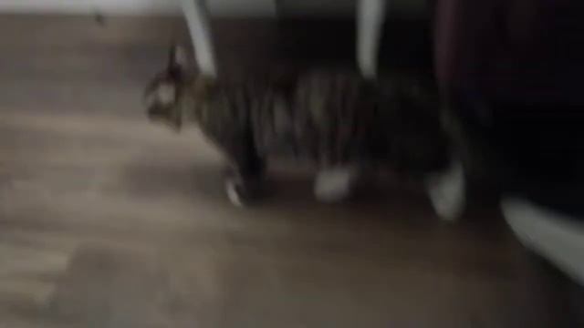 Ролик как кот залес в стиральную машину😃😄😂😆🤣 смотреть онлайн