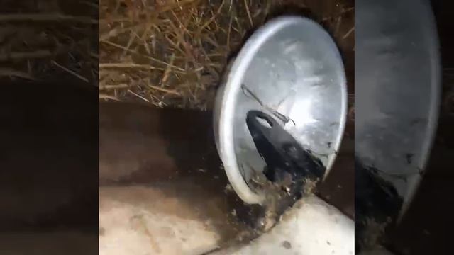 Отзыв. Поилка индивидуальная из штампованной оцинкованной стали смотреть онлайн