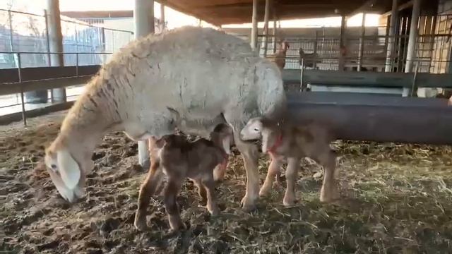 Гиссарская Матка окотила двойню смотреть онлайн