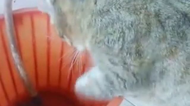 КОШКА ПЬЕТ ВОДУ ИЗ ВЕДРА С ПОМОЩЬЮ ЛАПЫ!! смотреть онлайн