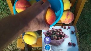 Персик PF(Флеминг Фьюри)23. Беларусь 21.09.2023