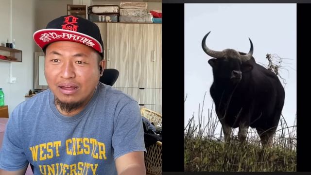 Monday Special : Pasaltha Bon Turu Ber 🤣🔥🔥 // RamBoss React смотреть онлайн