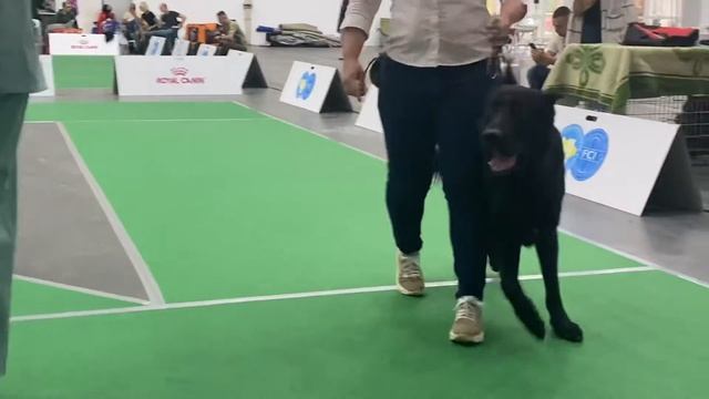 28.08.21 Киев «Украина-2021» кобель рабочий смотреть онлайн