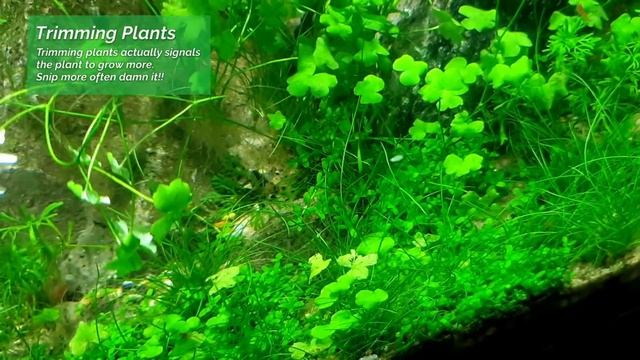NO FILTER Endler Breeding Tank Aquascape: How To No Filter No Ferts No co2 No Heater Aquarium смотреть онлайн
