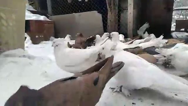 6 января 2022 г. андижанские голуби Зоира, узбекские голуби смотреть онлайн