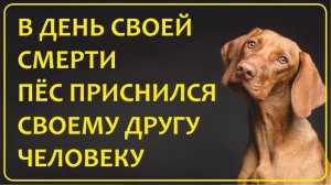 065 Пёс пришёл во сне в день своей смерти   Истории наших зрителей